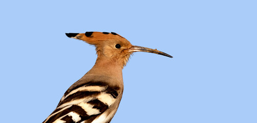 Eurasian hoopoe (Upupa epops)