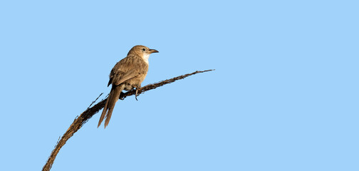  Iraq babbler (Argya altirostris)