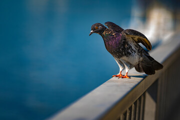 Wild dove on the background of the river with blue flowers.