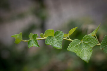 raindrops on the ivy leaves
