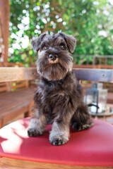 Puppy zwergschnauzer portrait