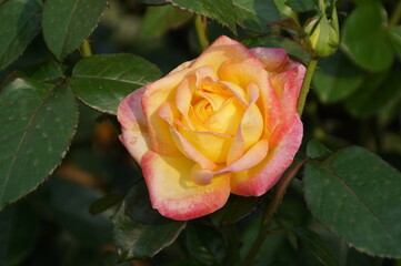 yellow rose with water drops
