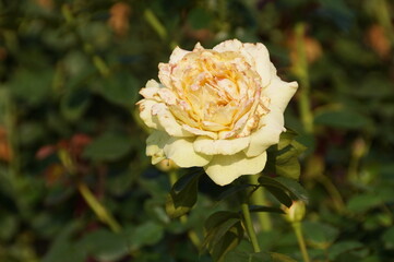 yellow rose in garden