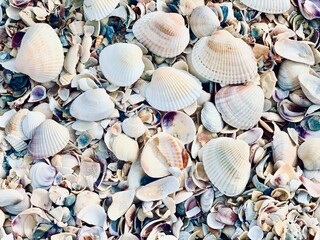 Background from beautiful seashells.
