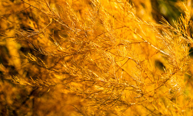 Warm autumn meadow rural golden garden asparagus or sparrow grass sun under wind.