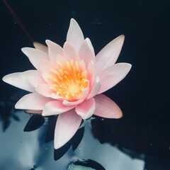 pink water lily