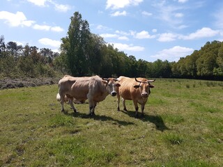 Naklejka premium Vacas en una explotación ganadera en Galicia