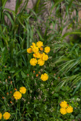 Several yellow flowers of the plant called Dandelion