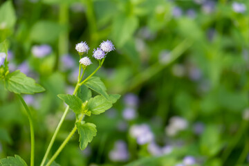 Small flowers that bloom naturally at the edge of the forest