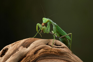 Praying mantis on a green background. The insect hunts, eat.