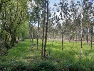 Obraz premium Bosque de eucaliptos jóvenes en Galicia