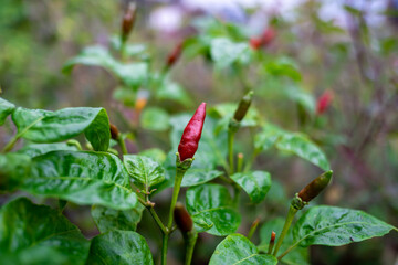 Peppers that are starting to ripen