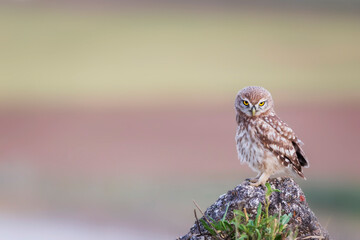 Little owl. Colorful nature background. Athene noctua.  