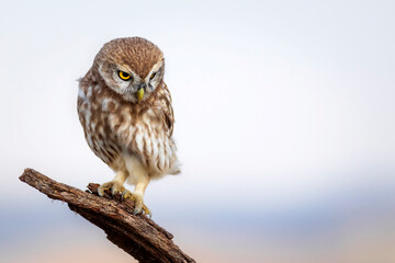 Little owl. Colorful nature background. Athene noctua.  