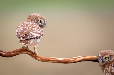 Little owl. Colorful nature background. Athene noctua.  