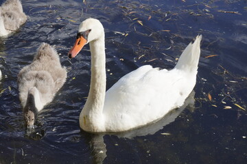 Beautiful whites swan family on natural lake