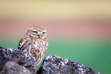 Little owl. Colorful nature background. Athene noctua.  