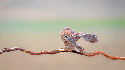 Little owl. Colorful nature background. Athene noctua.  