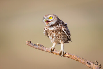 Little owl. Colorful nature background. Athene noctua.  