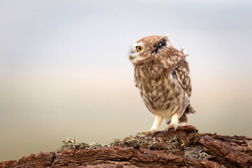 Little owl. Colorful nature background. Athene noctua.  