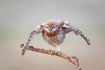 Little owl. Colorful nature background. Athene noctua.  