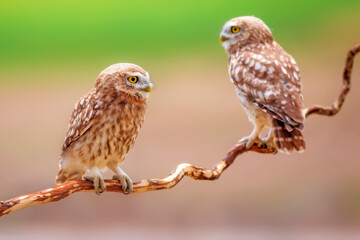 Little owls. Colorful nature background. Athene noctua.  