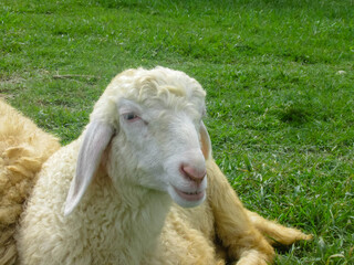 Close-up of a sheep's face lying on the grass