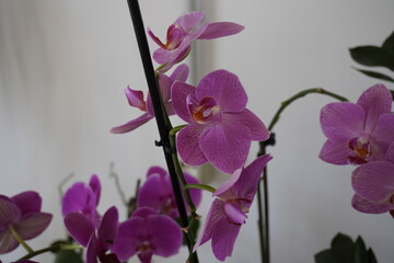 Purple orchid flower phalaenopsis, phalaenopsis or falah