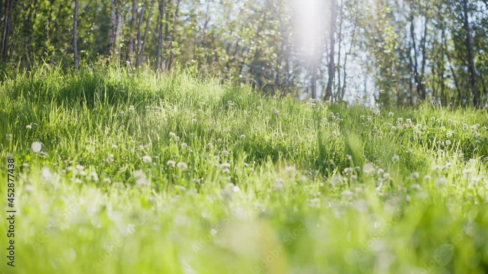 Canvas Prints white clover flowers and grass field and morning summer sun