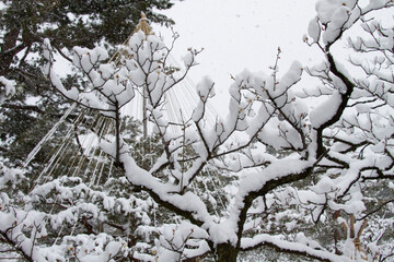 雪つり　冬景色　積雪　梅　兼六園