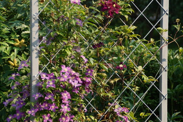 flowers in the garden