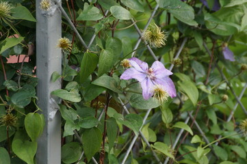 flowers in the garden