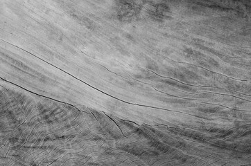 Gray wood texture. Abstract wood use as natural background surface with old natural pattern.