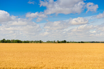 Landscape with a golden wheat field on a sunny summer day