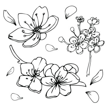 Sakura flower doodle icon. Vlack line isolated on white. Vector illustration