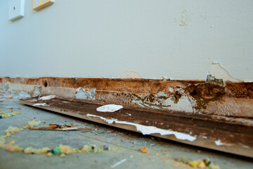 Mold Fungus in Wooden Panels