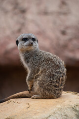 meerkat on guard