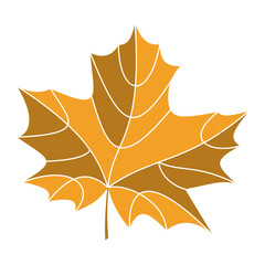 Maple leaf