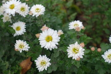 Obraz premium Semi double white flowers of Chrysanthemums in October