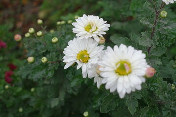 Three white daisy like flowers of Chrysanthemums in October
