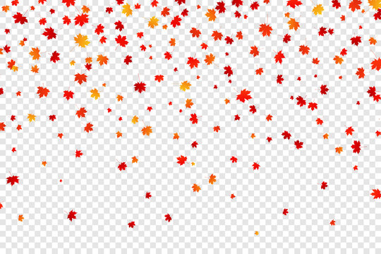 Falling autumn maple leaves on transparent background. Vector