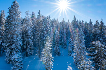 Fototapeta na wymiar A frosty and sunny day is in mountains. Kopaonik National Park, winter landscape in the mountains, coniferous forest covered with snow. Spruce after snowfall