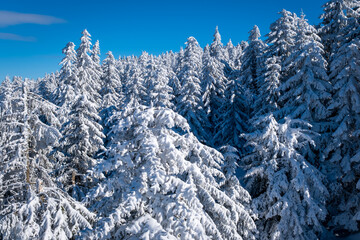 A frosty and sunny day is in mountains. Kopaonik National Park, winter landscape in the mountains, coniferous forest covered with snow. Spruce after snowfall