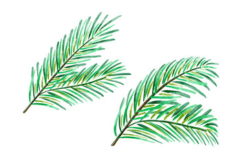 Fir tree branches watercolor. Isolated on white background.