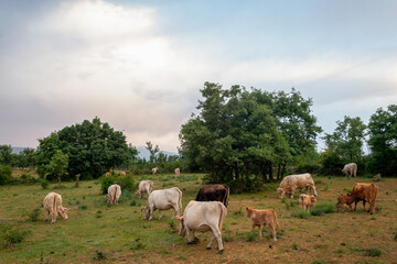 cattle of cows grazing on green meadow