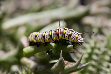 Monarch Caterpillar eating a succulent plant close up, soft-focus image.
