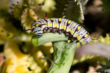 Monarch Caterpillar eating a succulent plant close up, soft-focus image.