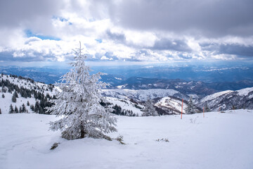 Fototapeta premium A frosty day in mountains. Kopaonik National Park, winter landscape in the mountains, with frosted spruce, coniferous forest covered with snow. Spruce after snowfall