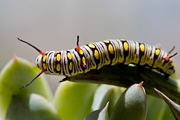 Monarch Caterpillar eating a succulent plant close up, soft-focus image.