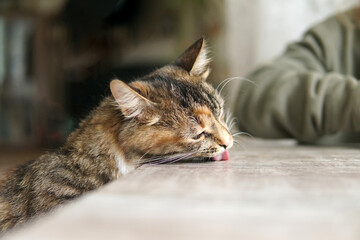cat licks the table with the cat's tongue, the cat is sitting at the table with the girl
